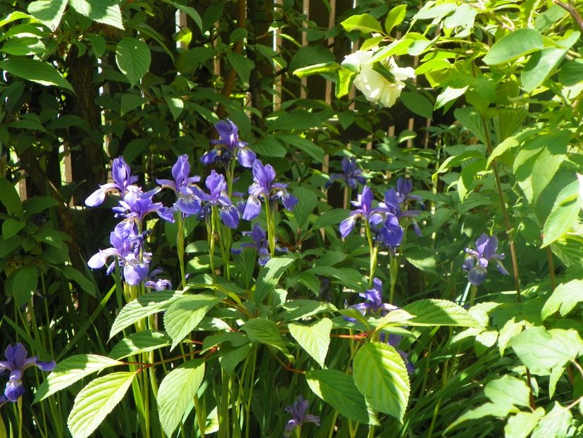 18 mai (117) - Irisi 2018