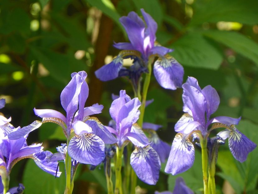 18 mai (118) - Irisi 2018