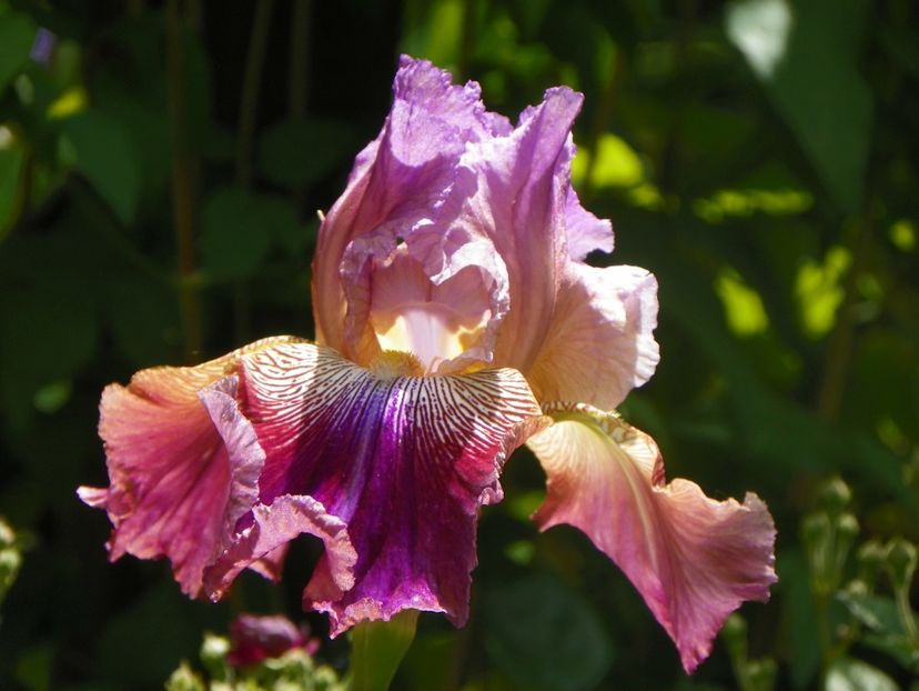 18 mai (123) - Irisi 2018