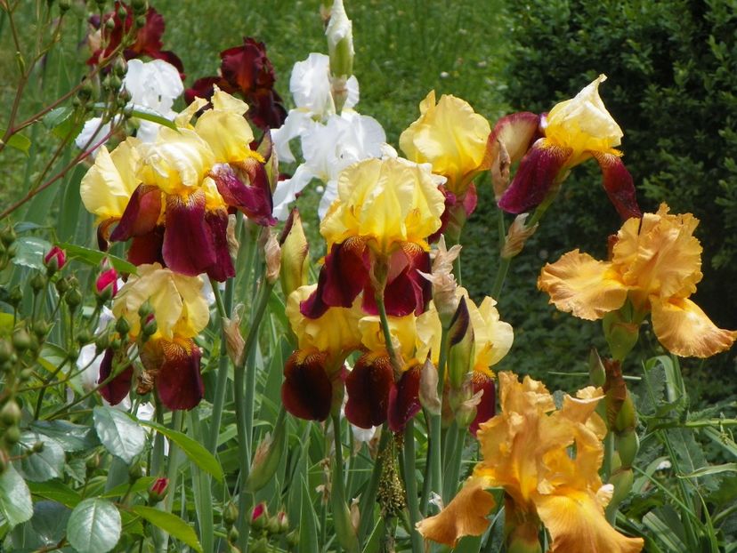 18 mai (136) - Irisi 2018