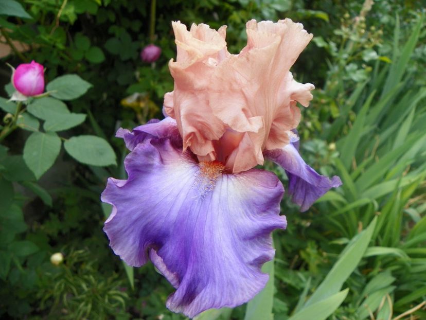 18 mai (151) - Irisi 2018