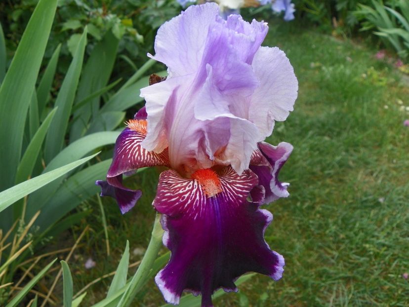 18 mai (153) - Irisi 2018