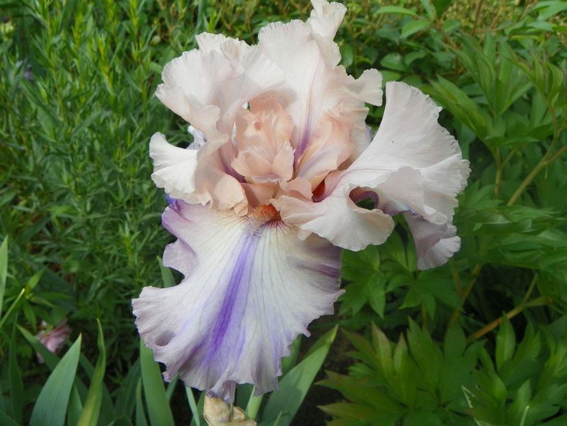 18 mai (154) - Irisi 2018