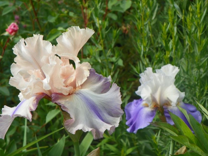 18 mai (155) - Irisi 2018