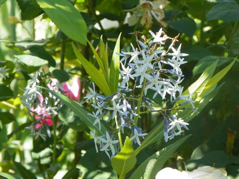 18 mai (38) - Primavara 2018