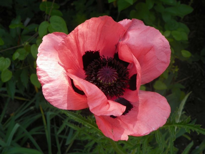 18 mai (88) - Primavara 2018