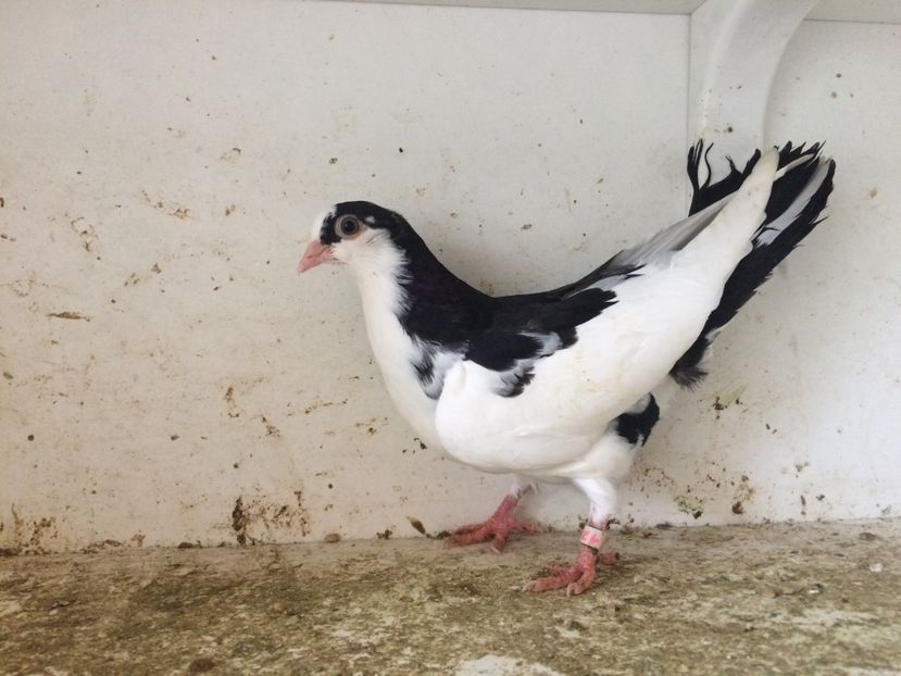 42 - 1-Lot zbor 2018