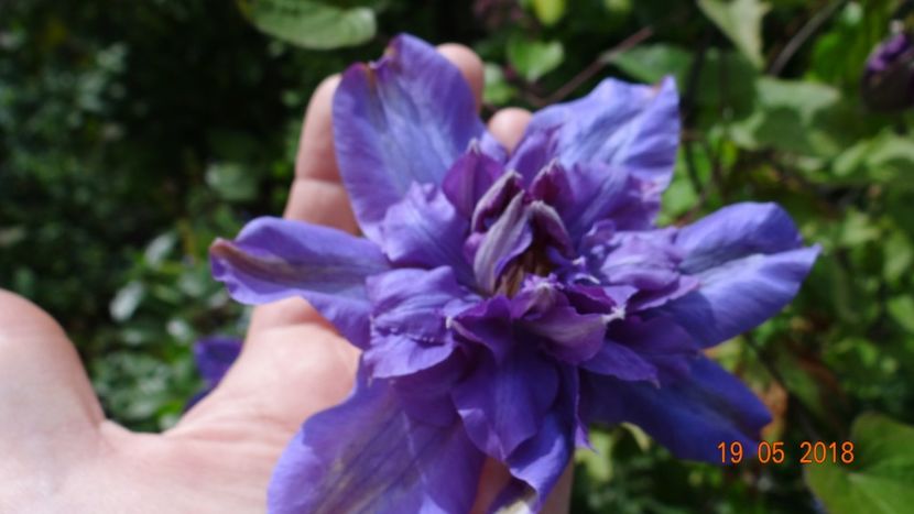 Vivienne Pennel - Clematite 2018