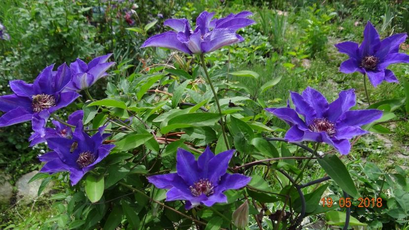 Multiblue nr 2 :)) - Clematite 2018