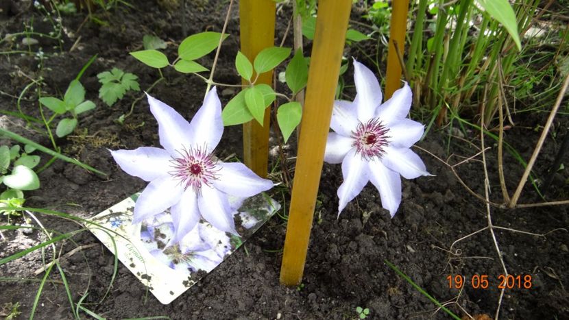 mititica si totusi a reusit sa faca flori - Clematite 2018