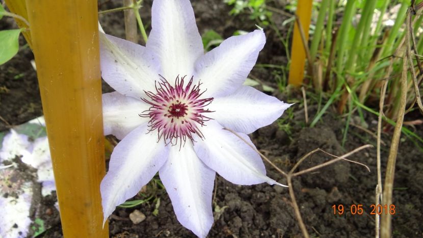 nuanta este mult mai frumoasa - Clematite 2018