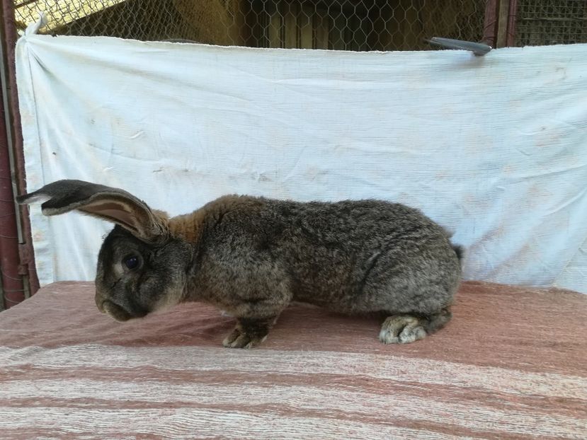 M. Ro21  4515 - 2018 uriaș german gri