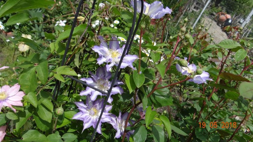 Thyrislund - Clematite 2018