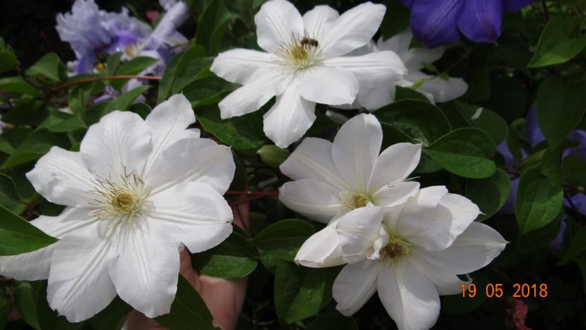 Marie Boisselot - Clematite 2018