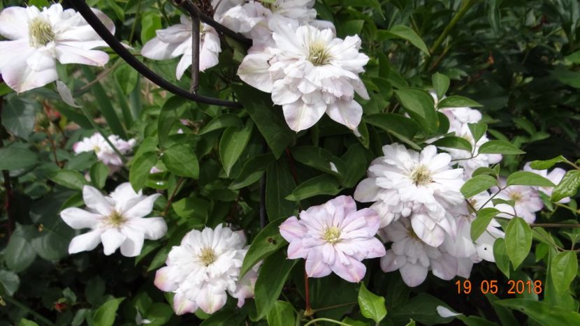 Innocent Blush - Clematite 2018