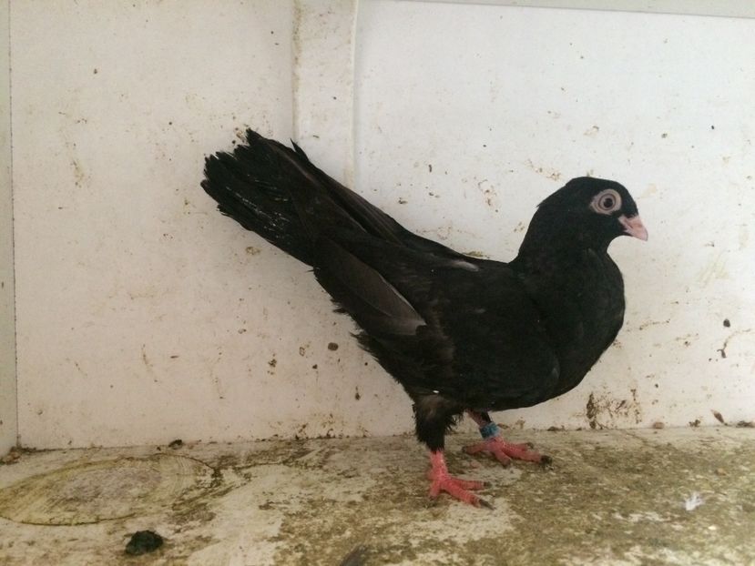 41 - 1-Lot zbor 2018