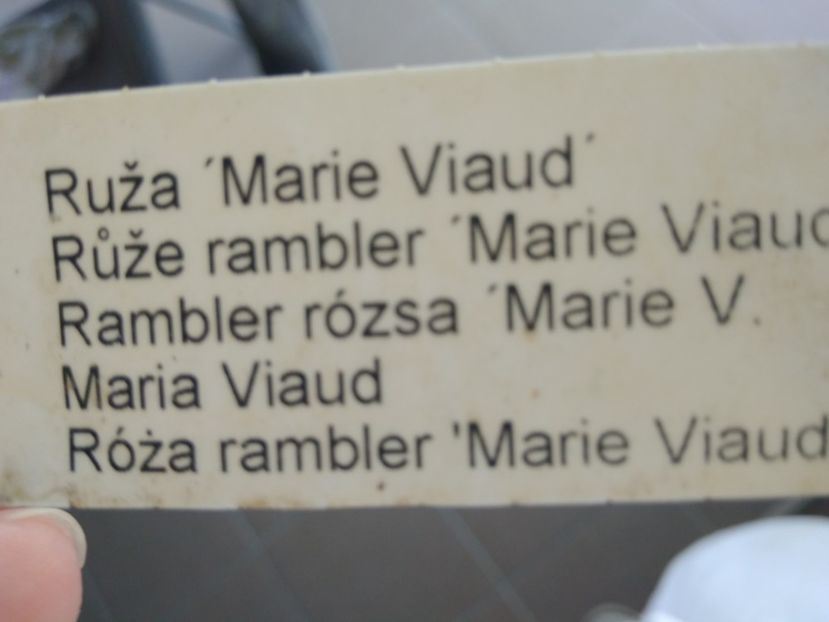  - TRANDAFIR CATARATOR RAMBLER - MARIA VIAUD