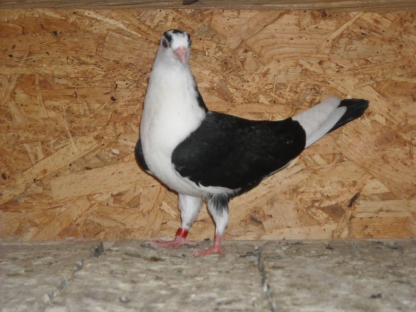 revenit dupa 3 zile - PUISORI 2018