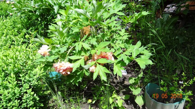 tijele subtiri nu pot sustine florile f.mari - Bujori 2018