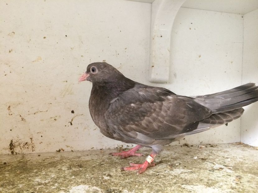 68 - 1-Lot zbor 2018