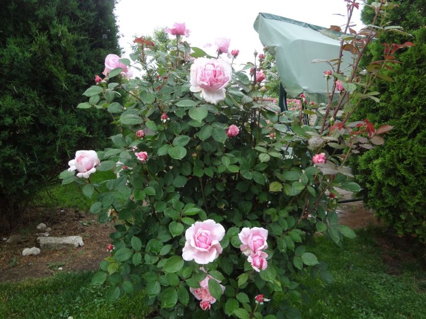  - Austin - Brother Cadfael