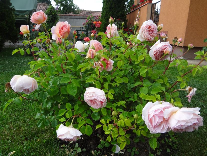  - Austin - Abraham Darby