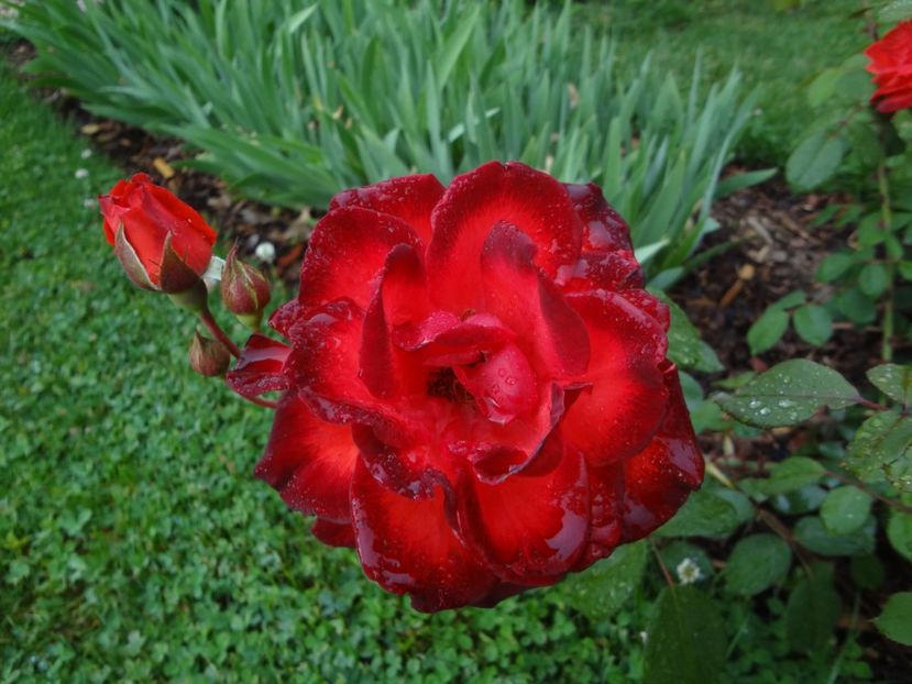  - Wagner - Foc de Tabara