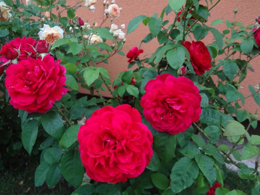  - Austin - L D Braithwaite