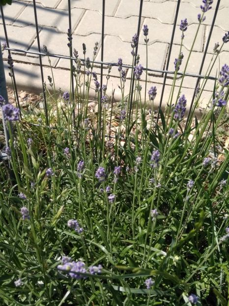 LAVANDA - FLORILE MELE