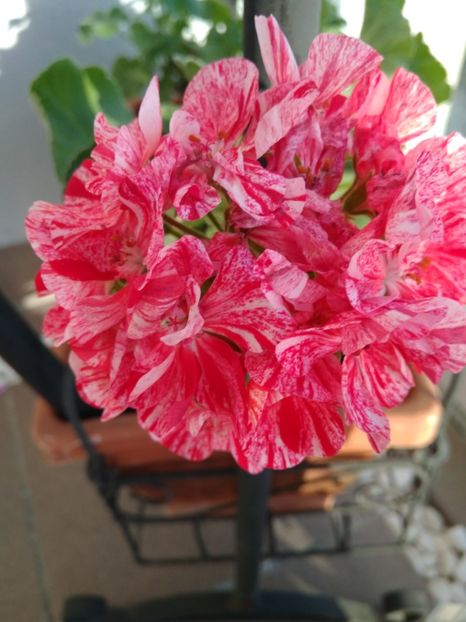 MUSCATA ZONALA 'PEPERMINT' - FLORILE MELE