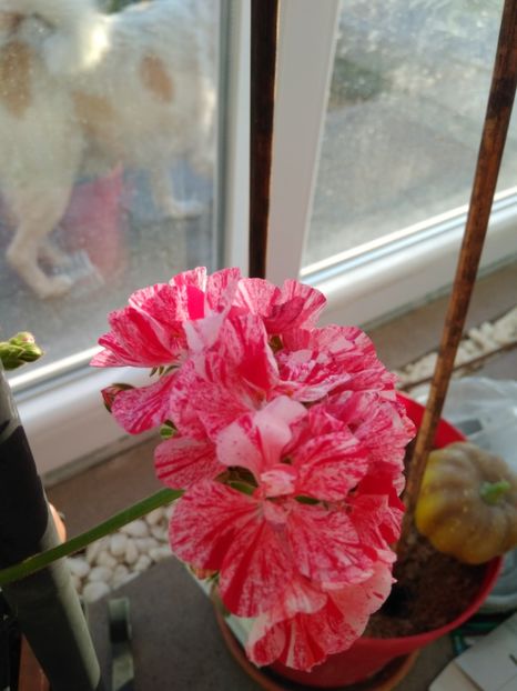 MUSCATA 'PEPERMINT' - FLORILE MELE