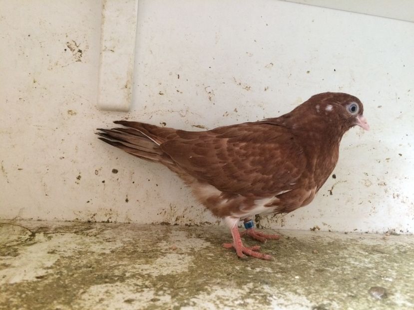 67 - 1-Lot zbor 2018