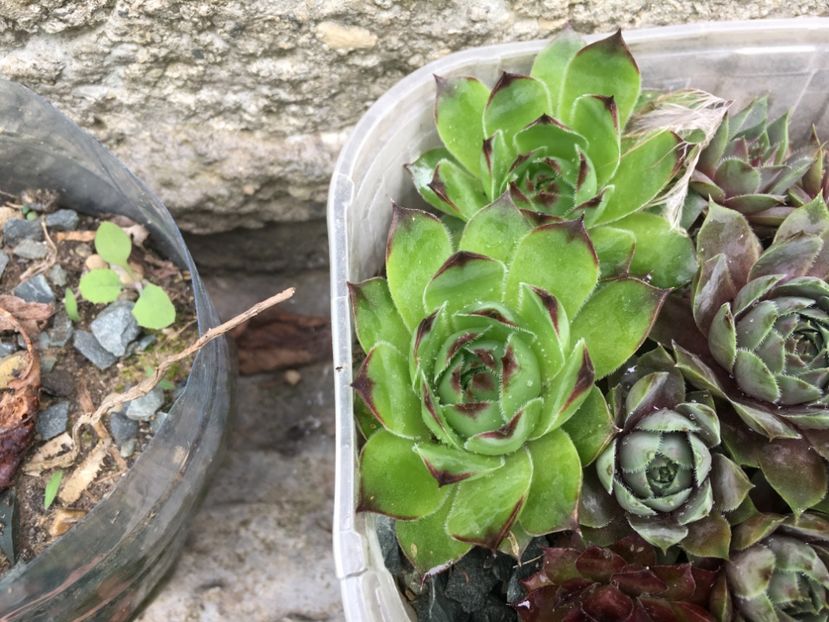 Semper 5 lei buc - De vanzare 2018