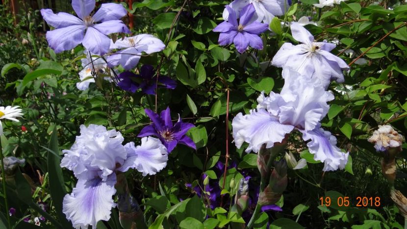  - De-ale lui Florar