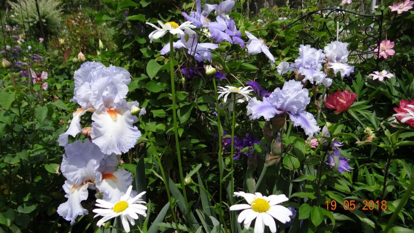  - De-ale lui Florar