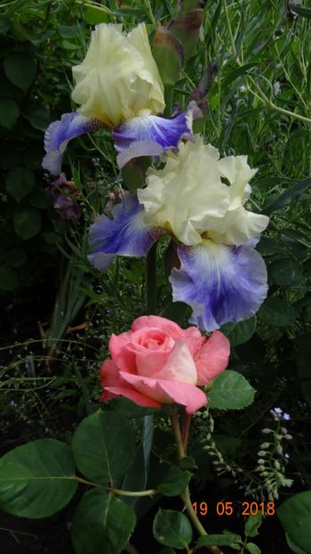  - De-ale lui Florar
