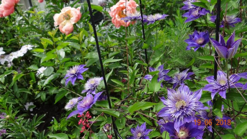  - De-ale lui Florar