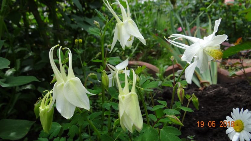  - De-ale lui Florar