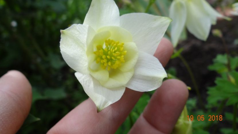  - De-ale lui Florar