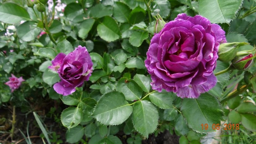  - De-ale lui Florar