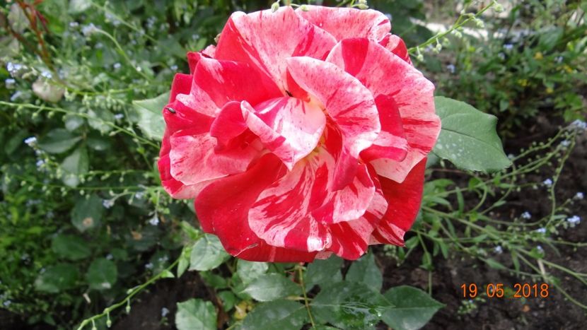 hanky - De-ale lui Florar