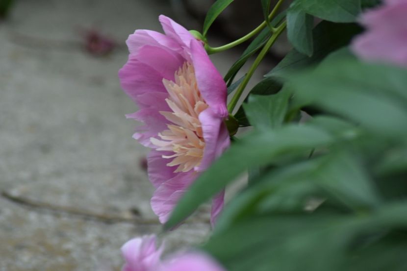 Monika - Flori din gradina matusii