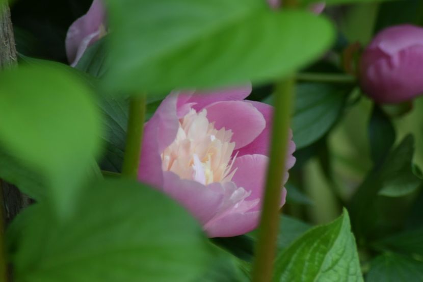  - Flori din gradina matusii