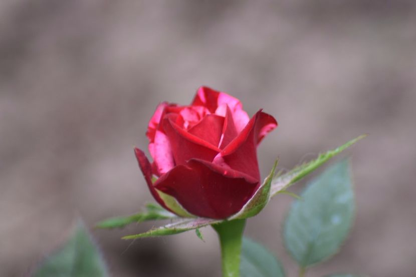  - Flori din gradina matusii