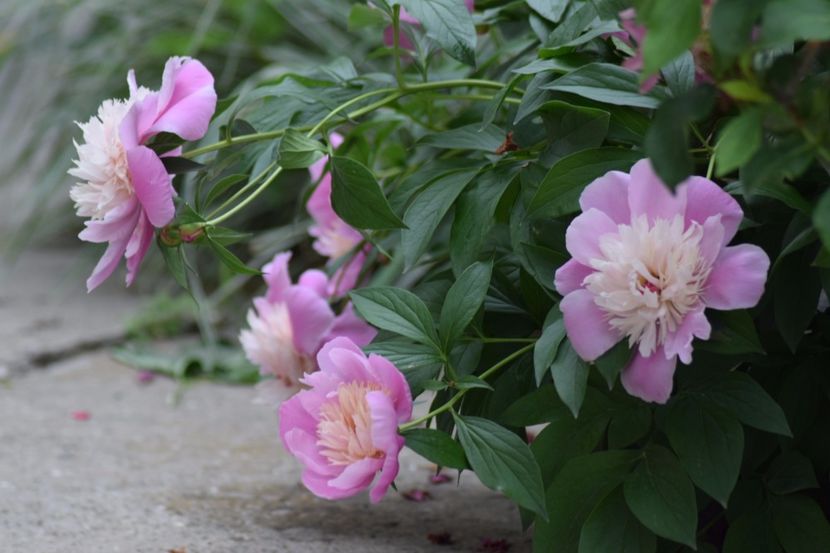  - Flori din gradina matusii