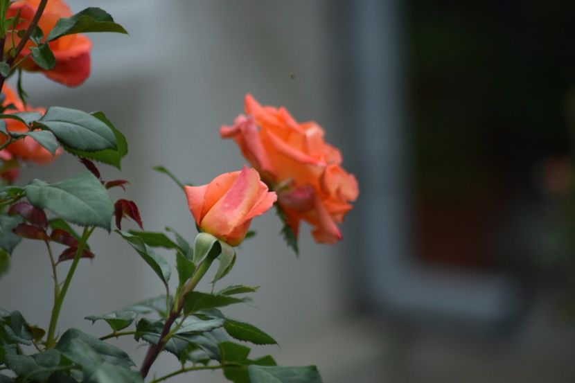  - Flori din gradina matusii