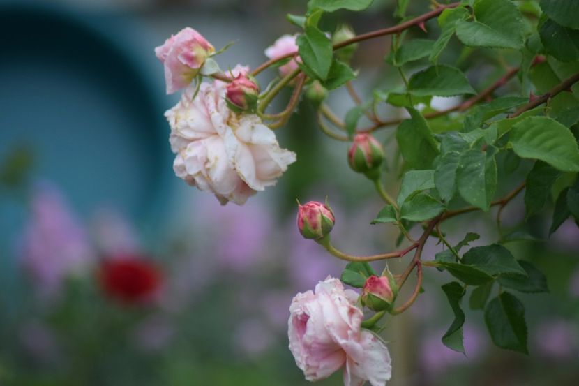 A.Dearby - Flori din gradina matusii