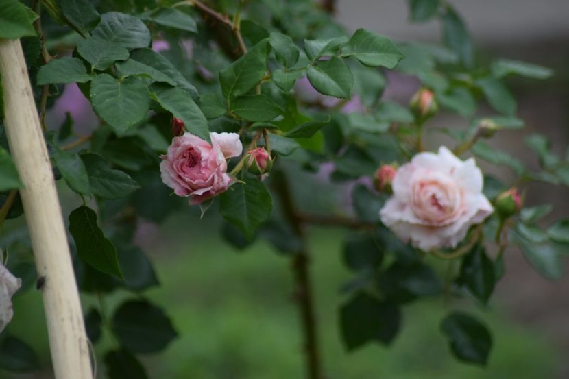 A Darby - Flori din gradina matusii