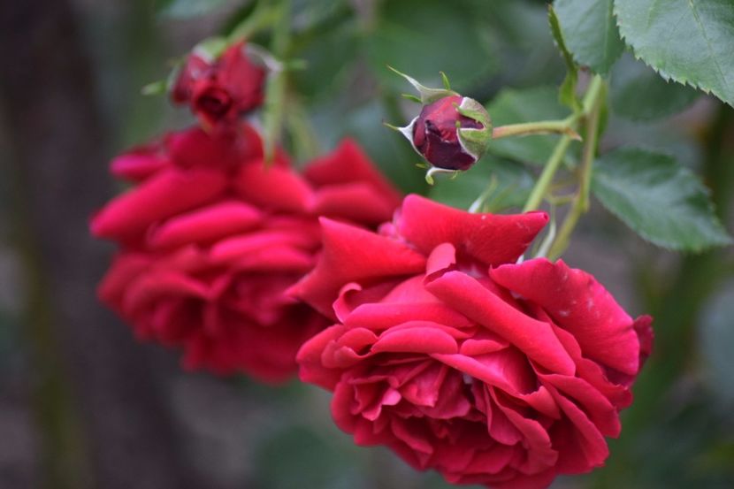  - Flori din gradina matusii