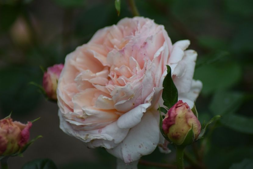  - Flori din gradina matusii